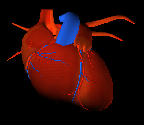 心臓モデル